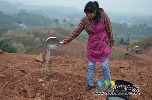泸县太伏镇：种下致富苗&nbsp;走上脱贫路(图2)