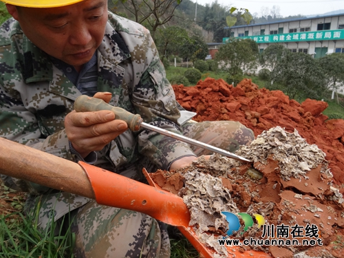 纳溪:挖出地下白蚁“王宫”活捉“蚁后”(图1) 纳溪:挖出地下白蚁“王宫”活捉“蚁后”(图1)