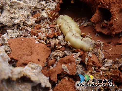 纳溪:挖出地下白蚁“王宫”活捉“蚁后”(图2) 纳溪:挖出地下白蚁“王宫”活捉“蚁后”(图2)