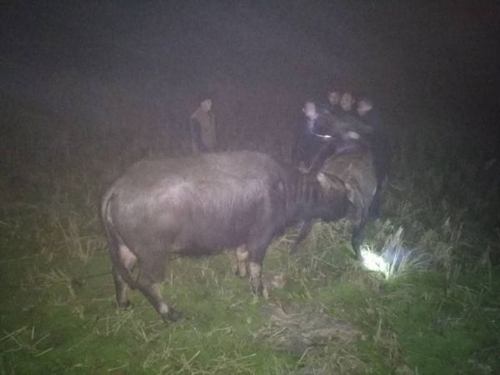 宜宾民警出奇招 “异性相吸”擒“疯”牛(图1) 宜宾民警出奇招 “异性相吸”擒“疯”牛(图1)