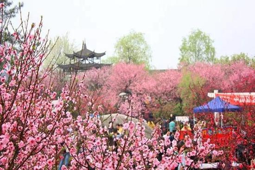 十里春风川南花好&nbsp;自贡泸州内江宜宾赏花攻略(图1)