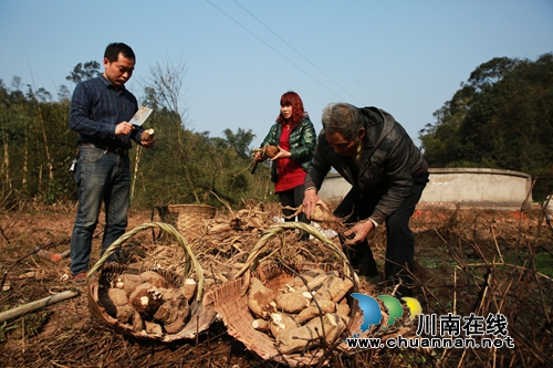 打出“全能牌” 纳溪“葛根王”鼓起“钱袋子”(图2) 打出“全能牌” 纳溪“葛根王”鼓起“钱袋子”(图2)
