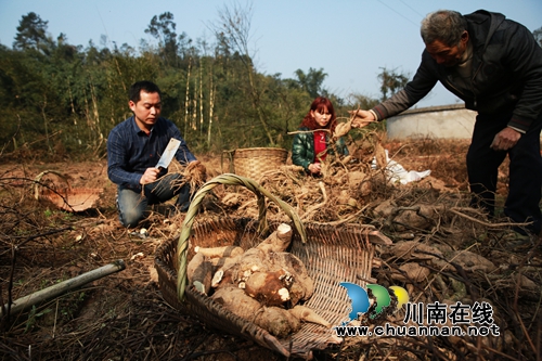 打出“全能牌” 纳溪“葛根王”鼓起“钱袋子”(图1) 打出“全能牌” 纳溪“葛根王”鼓起“钱袋子”(图1)