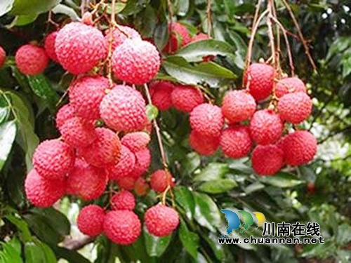 合江荔枝获“2016全国果菜产业百强地标品牌”(图1) 合江荔枝获“2016全国果菜产业百强地标品牌”(图1)