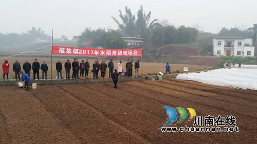 泸县:春风送暖 水稻播种如火如荼(图5) 泸县:春风送暖 水稻播种如火如荼(图5)