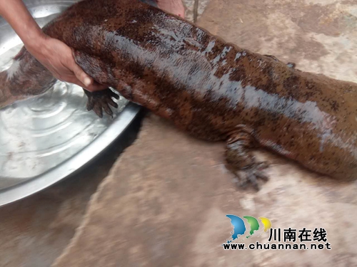 泸州合江:发现罕见1米长野生娃娃鱼 众人放生(图4) 泸州合江:发现罕见1米长野生娃娃鱼 众人放生(图4)