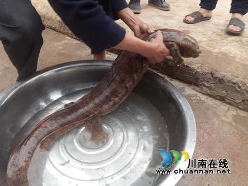 泸州合江:发现罕见1米长野生娃娃鱼 众人放生(图8) 泸州合江:发现罕见1米长野生娃娃鱼 众人放生(图8)