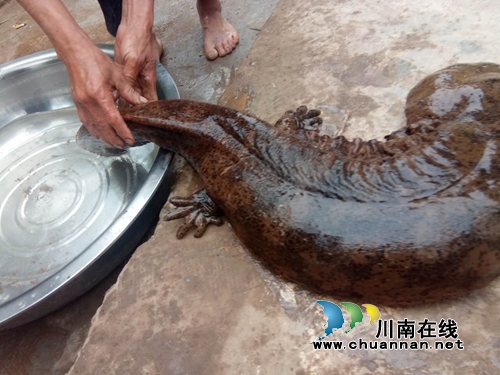 泸州合江:发现罕见1米长野生娃娃鱼 众人放生(图9) 泸州合江:发现罕见1米长野生娃娃鱼 众人放生(图9)