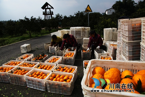 纳溪:甜橙“结缘”互联网 生态农业辟新路(图2) 纳溪:甜橙“结缘”互联网 生态农业辟新路(图2)
