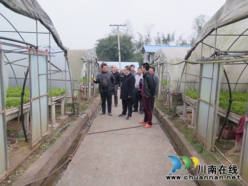 合江县县长胥兴贵率队到五通镇调研(图1) 合江县县长胥兴贵率队到五通镇调研(图1)