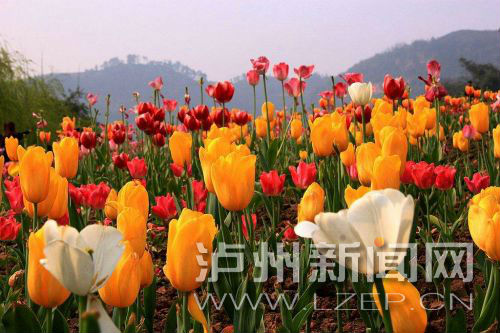 泸州市长刘强向全国推荐泸州特色小镇 美呆了!(图5) 泸州市长刘强向全国推荐泸州特色小镇 美呆了!(图5)