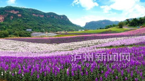 泸州市长刘强向全国推荐泸州特色小镇 美呆了!(图3) 泸州市长刘强向全国推荐泸州特色小镇 美呆了!(图3)
