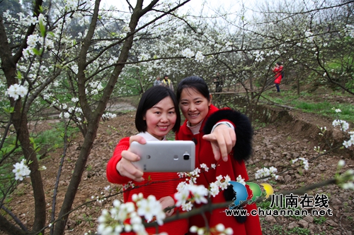 泸州纳溪:万株李树花似海 游客花农乐开怀(图1) 泸州纳溪:万株李树花似海 游客花农乐开怀(图1)
