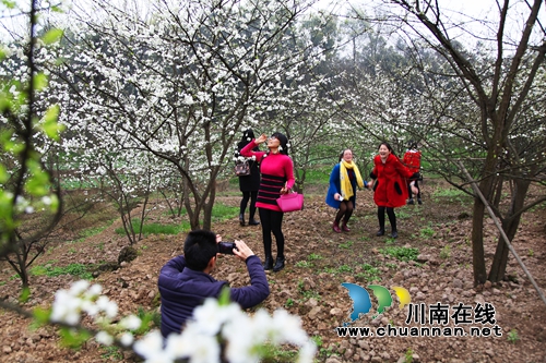 泸州纳溪:万株李树花似海 游客花农乐开怀(图2) 泸州纳溪:万株李树花似海 游客花农乐开怀(图2)