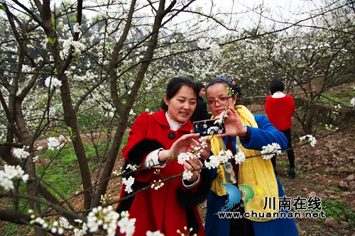 泸州纳溪:万株李树花似海 游客花农乐开怀(图4) 泸州纳溪:万株李树花似海 游客花农乐开怀(图4)
