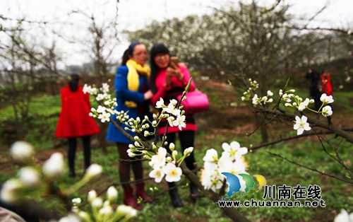 泸州纳溪:万株李树花似海 游客花农乐开怀(图5) 泸州纳溪:万株李树花似海 游客花农乐开怀(图5)