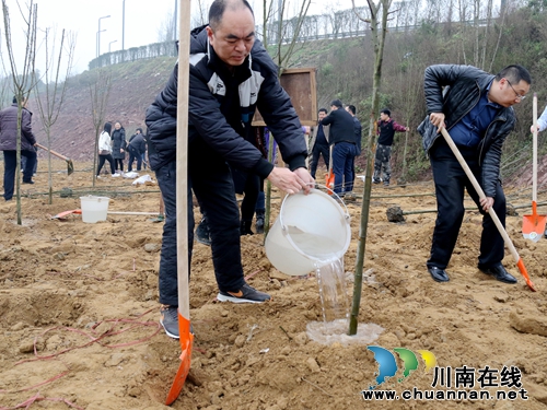 龙马潭区组织机关干部职工开展义务植树活动(图1)