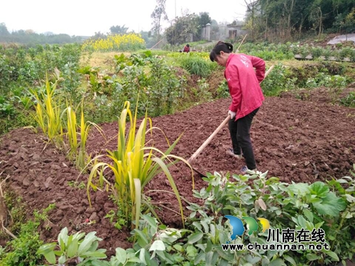 泸县云龙镇：春回大地&nbsp;村民抢抓季节春耕忙(图2)