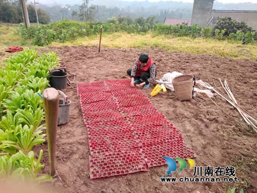 泸县云龙镇：春回大地&nbsp;村民抢抓季节春耕忙(图3)