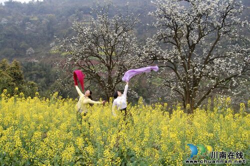 梅杨桢:梨花情诗(图1) 梅杨桢:梨花情诗(图1)