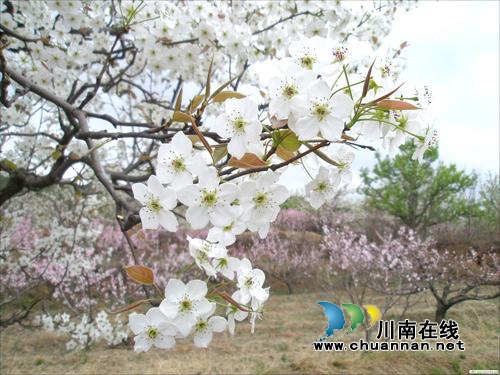 梅杨桢:梨花情诗(图2) 梅杨桢:梨花情诗(图2)