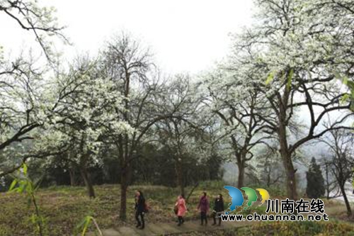 梅杨桢:梨花情诗(图3) 梅杨桢:梨花情诗(图3)