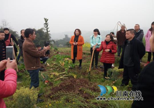 泸州茜草街道:机关干部职工异地植树增强凝聚力(图1) 泸州茜草街道:机关干部职工异地植树增强凝聚力(图1)