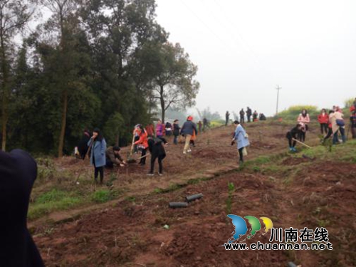 泸州茜草街道:机关干部职工异地植树增强凝聚力(图3) 泸州茜草街道:机关干部职工异地植树增强凝聚力(图3)