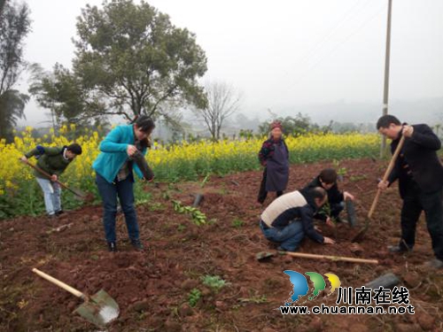 泸州茜草街道:机关干部职工异地植树增强凝聚力(图5) 泸州茜草街道:机关干部职工异地植树增强凝聚力(图5)
