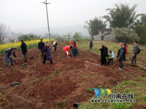 泸州茜草街道:机关干部职工异地植树增强凝聚力(图4) 泸州茜草街道:机关干部职工异地植树增强凝聚力(图4)