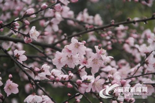 三生三世桃花开&nbsp;宜宾江安铁清镇桃花节办19天(图2)