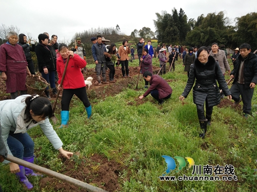 合江春季义务植树活动:种下花椒树,走上致富路(图1) 合江春季义务植树活动:种下花椒树,走上致富路(图1)
