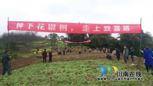 合江春季义务植树活动:种下花椒树,走上致富路(图3) 合江春季义务植树活动:种下花椒树,走上致富路(图3)
