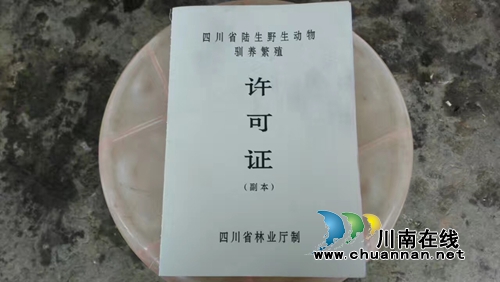 合江福宝大亨村养豪猪&nbsp;合江吃货有鲜可尝了！(图5)