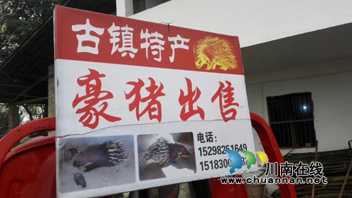 合江福宝大亨村养豪猪&nbsp;合江吃货有鲜可尝了！(图6)