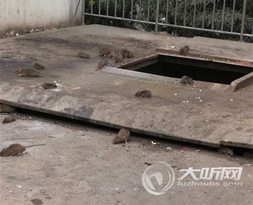大批“鼠部队”入驻 泸州一小区居民不敢开窗(图2) 大批“鼠部队”入驻 泸州一小区居民不敢开窗(图2)