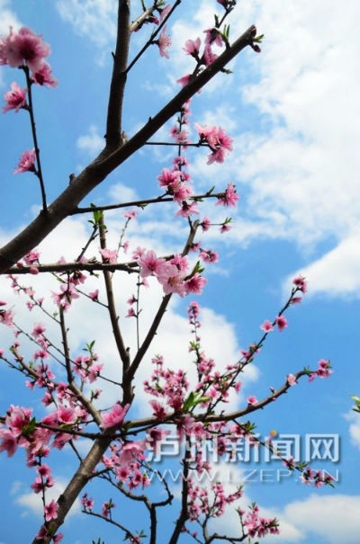 十里公路十里花 泸州又多一条最美乡村公路(图2) 十里公路十里花 泸州又多一条最美乡村公路(图2)