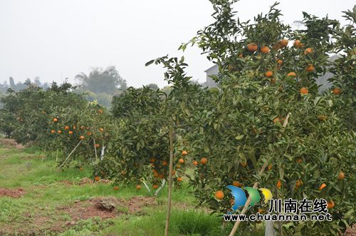 泸县太伏：奏响民生发展乐曲&nbsp;谱写幸福民生篇章(图1)