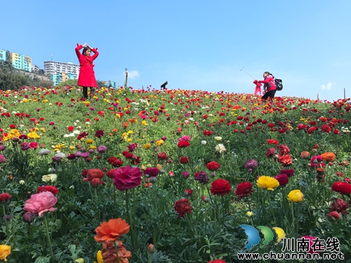 中国美酒音乐欢乐季启动仪式在纳溪隆重举行(图28) 中国美酒音乐欢乐季启动仪式在纳溪隆重举行(图28)