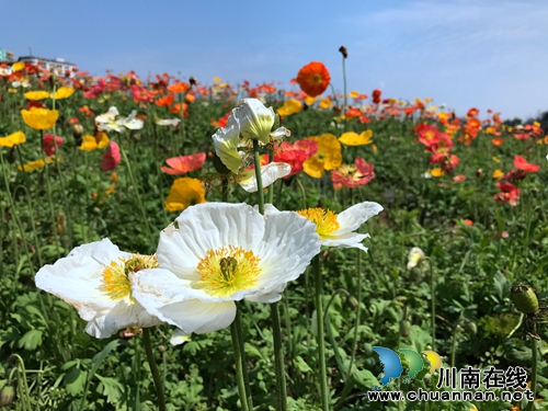 中国美酒音乐欢乐季启动仪式在纳溪隆重举行(图26) 中国美酒音乐欢乐季启动仪式在纳溪隆重举行(图26)