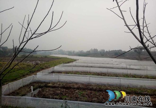 明祖京:生态青蛙养出广阔天地 梦想返乡创辉煌(图4) 明祖京:生态青蛙养出广阔天地 梦想返乡创辉煌(图4)