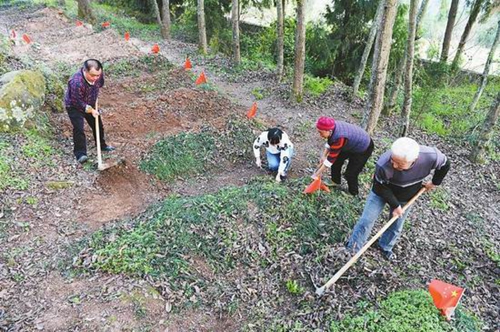四川祖孙四代守护3000座无名红军烈士墓83载(图3) 四川祖孙四代守护3000座无名红军烈士墓83载(图3)