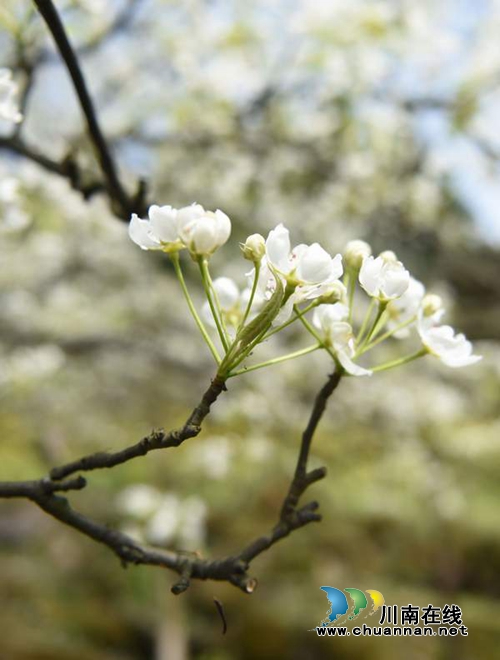 泸州古蔺梨花李花齐开放&nbsp;下周是最好赏花时机(图2)