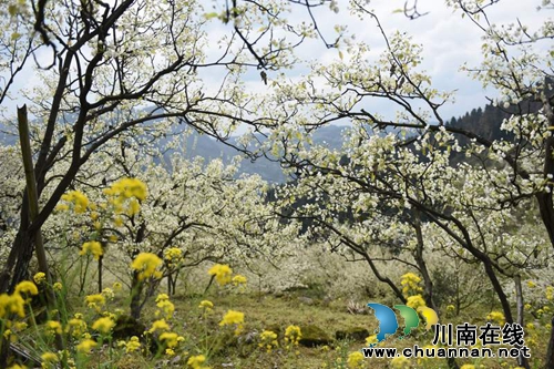 泸州古蔺梨花李花齐开放&nbsp;下周是最好赏花时机(图3)