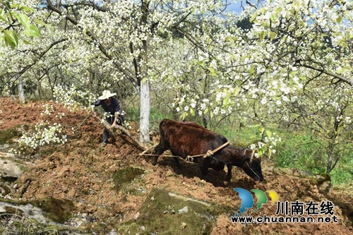 泸州古蔺梨花李花齐开放&nbsp;下周是最好赏花时机(图4)