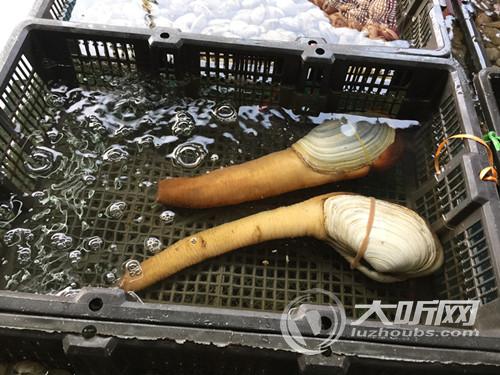 川南最大海鲜批发市场亮相泸州(图4) 川南最大海鲜批发市场亮相泸州(图4)