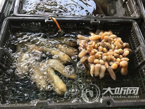 川南最大海鲜批发市场亮相泸州(图3) 川南最大海鲜批发市场亮相泸州(图3)