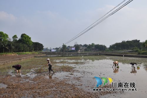泸县开“秧门” 月底有望实现水稻满栽满插(图1) 泸县开“秧门” 月底有望实现水稻满栽满插(图1)