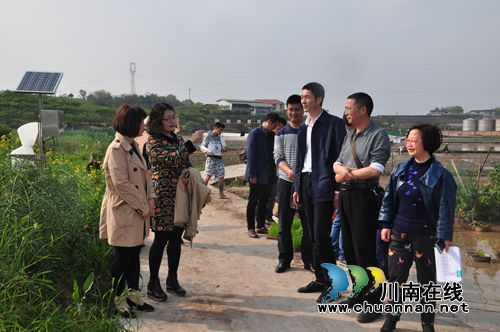 省农业厅植保站副站长沈丽督查泸县带药移栽现场(图2) 省农业厅植保站副站长沈丽督查泸县带药移栽现场(图2)