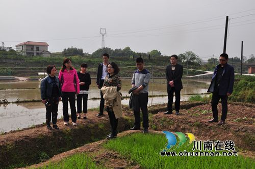 省农业厅植保站副站长沈丽督查泸县带药移栽现场(图1) 省农业厅植保站副站长沈丽督查泸县带药移栽现场(图1)